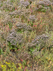 Limonium californicum, photograph (c) Aaron Liston, some rights reserved (CC BY)