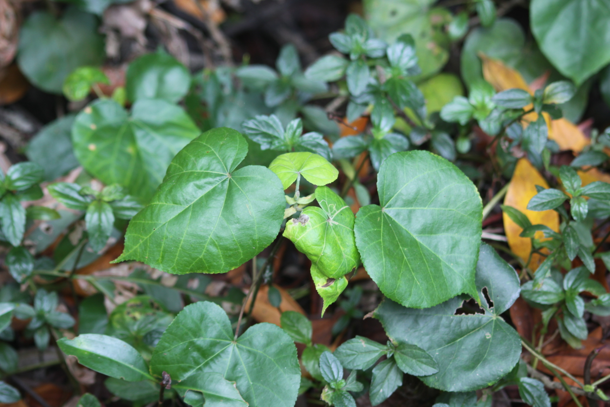 Talipariti tiliaceum — ảnh 3