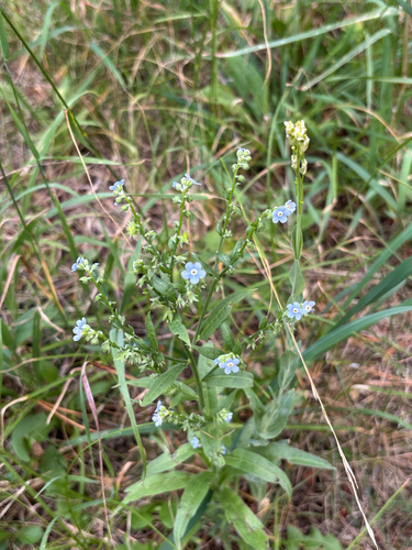 Hackelia floribunda observed 2026-08-18