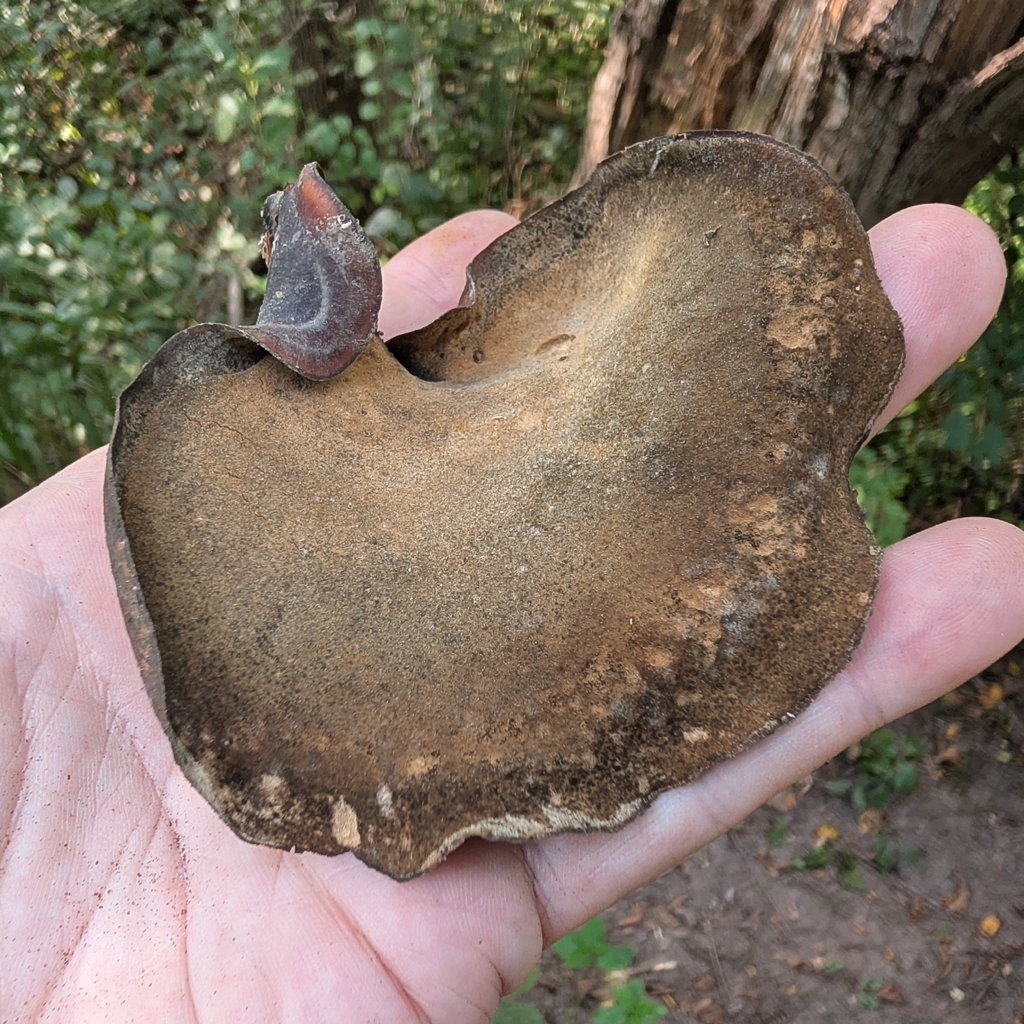 Bay Polypore · August 2026 · photo: Photo: no rights reserved · iNaturalist