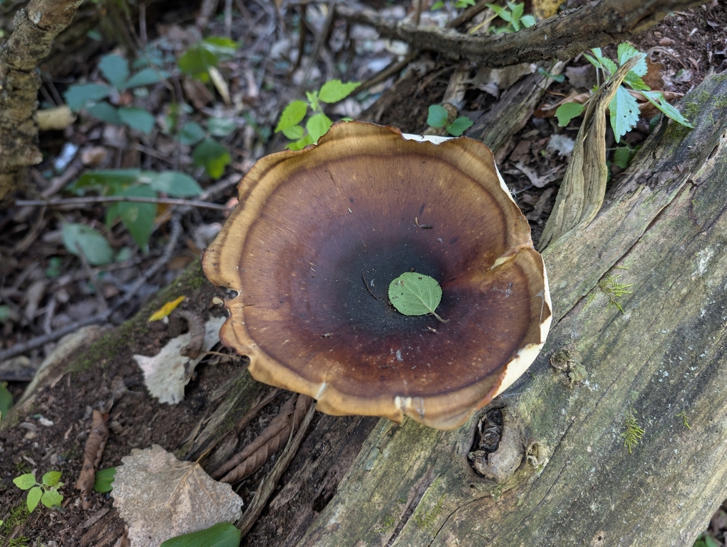 Bay Polypore · August 2026 · photo: Photo: no rights reserved · iNaturalist