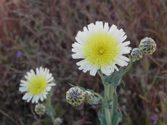 Malacothrix coulteri
