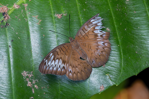 Tanaecia pelea