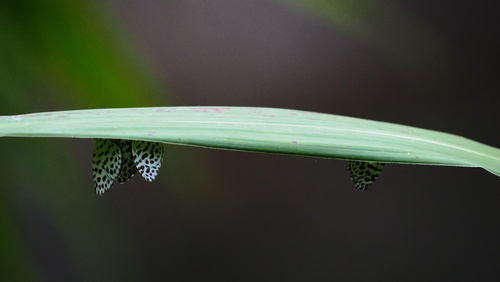 Forest Pierrot