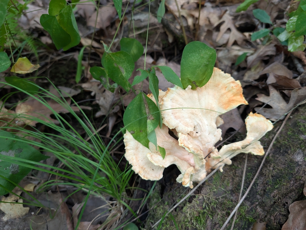 chicken of the woods · August 2026 · photo: Photo: no rights reserved · iNaturalist