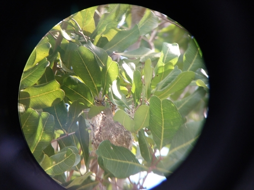 Yellow-faced Honeyeater