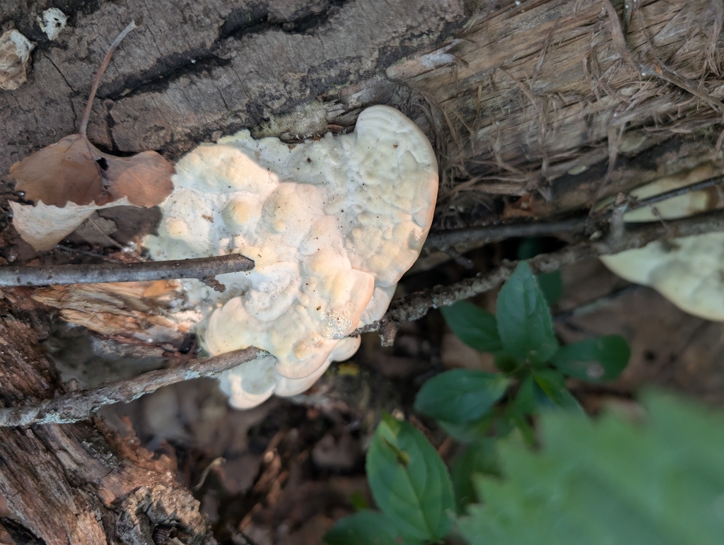 Lumpy Bracket · August 2026 · photo: Photo: no rights reserved · iNaturalist