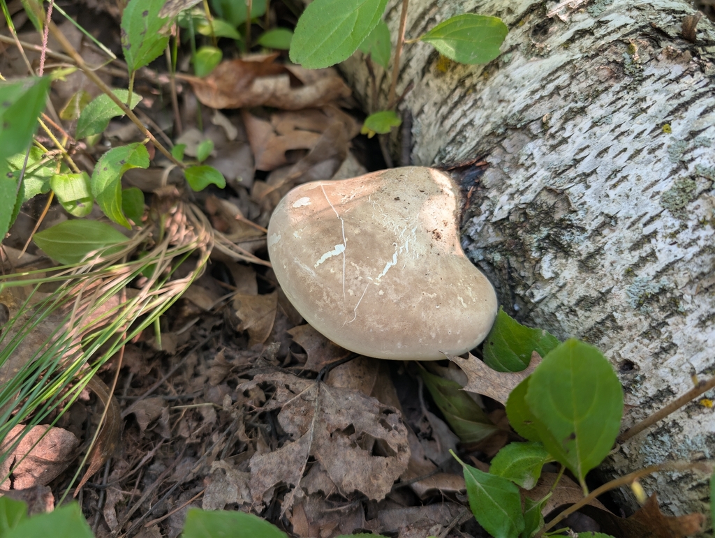 birch polypore · August 2026 · photo: Photo: no rights reserved · iNaturalist
