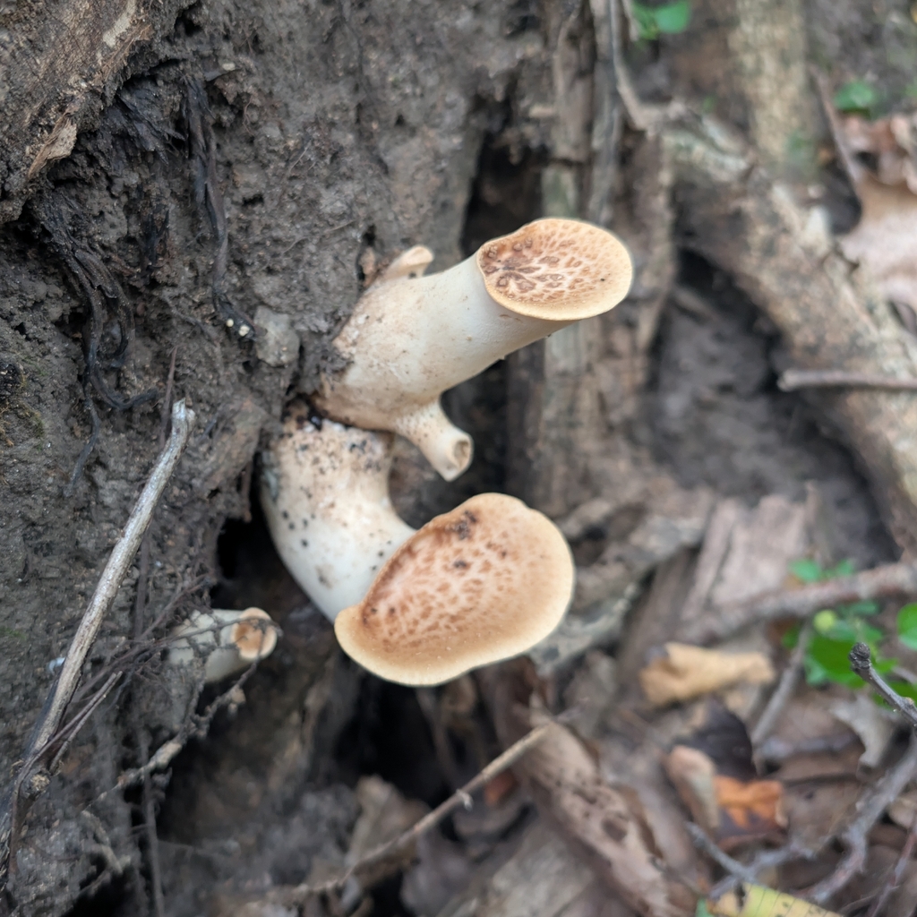 Dryad's Saddle · August 2026 · photo: Photo: no rights reserved · iNaturalist