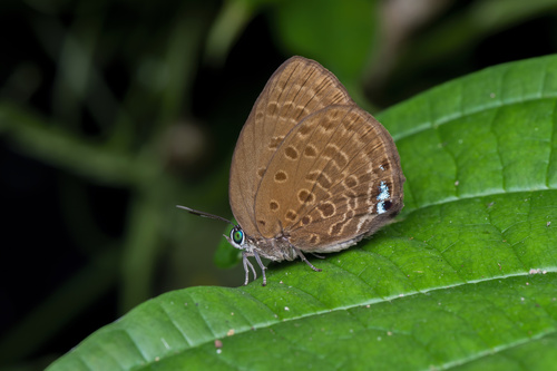 Arhopala major