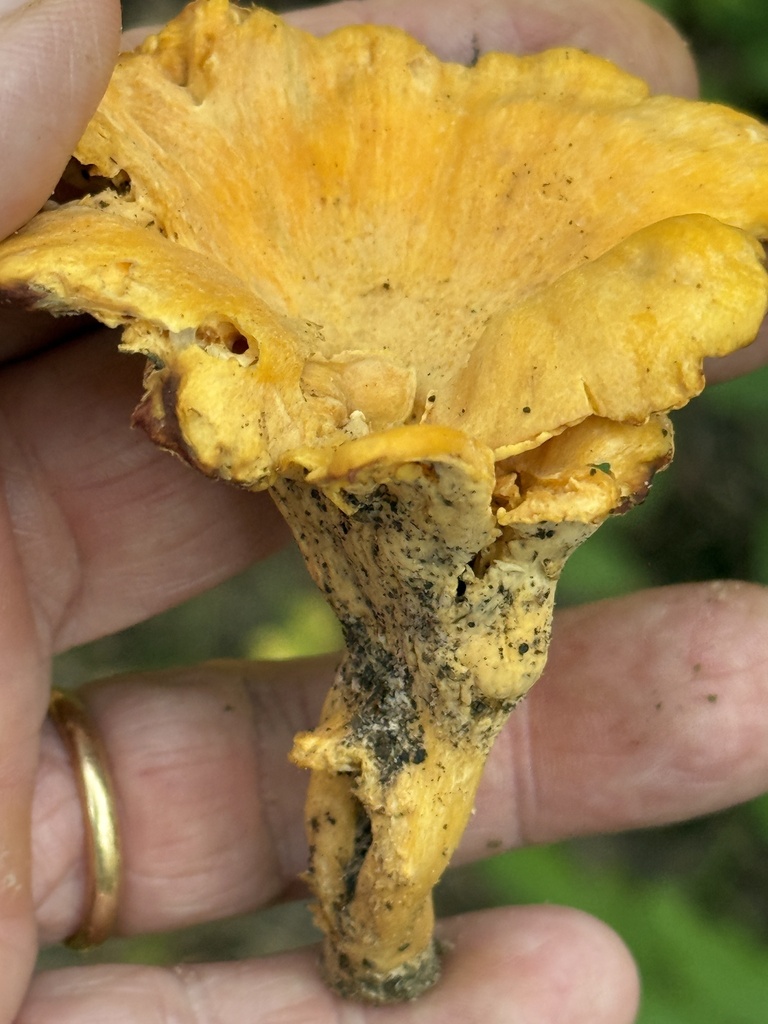 Cantharellus flavolateritius