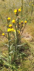 Scolymus grandiflorus