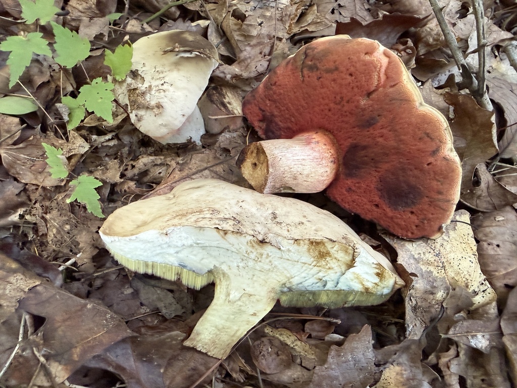 Caloboletus firmus · August 2026 · photo: Photo: (c) Hill Craddock, some rights reserved (CC BY) · iNaturalist