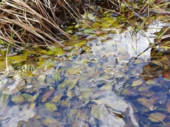 Potamogeton polygonifolius
