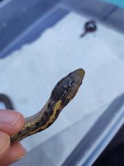 Thamnophis elegans vagrans