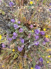 Astragalus didymocarpus