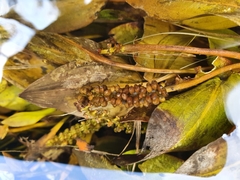 Potamogeton polygonifolius