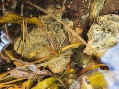 Potamogeton polygonifolius