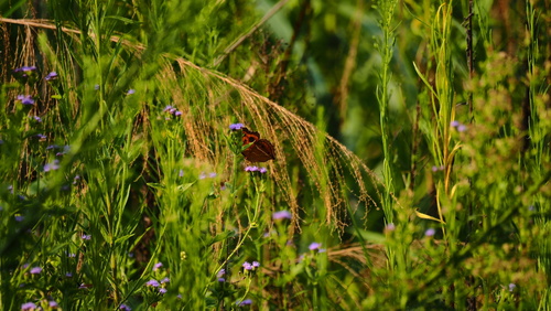 Peacock Pansy