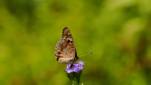 Blue Pansy