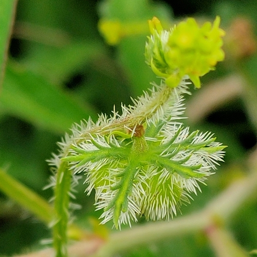 Cannabis Leaf Nettle
