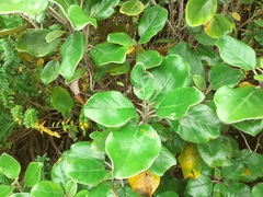 Brachyglottis rotundifolia