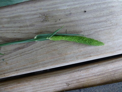 Phalaris caroliniana