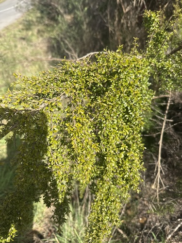 Prickly Currant-Bush