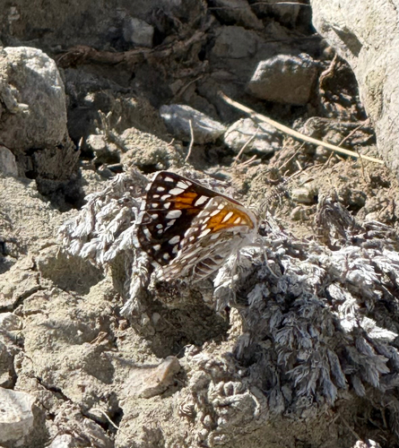 Mormon Metalmark
