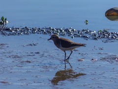 Charadrius modestus