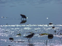 Charadrius modestus