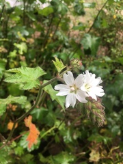 Sidalcea malachroides