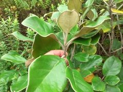Brachyglottis rotundifolia