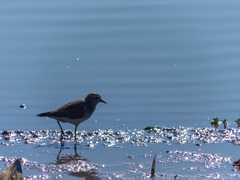 Charadrius modestus
