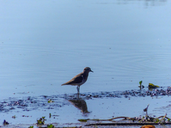 Charadrius modestus