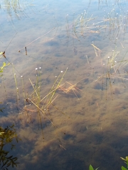 Eriocaulon aquaticum