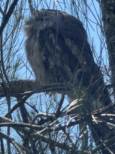Tawny Frogmouth