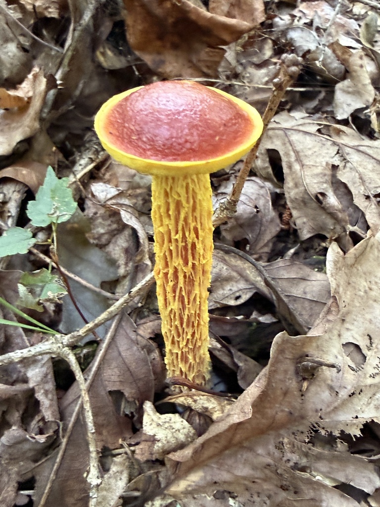 shaggy-stalked bolete · August 2026 · photo: Photo: (c) Hill Craddock, some rights reserved (CC BY) · iNaturalist