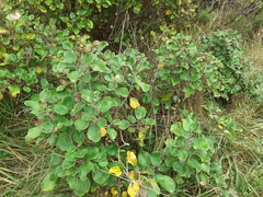 Brachyglottis rotundifolia