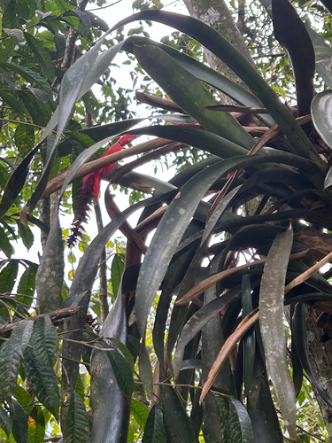 Aechmea nudicaulis, photograph 5