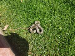 Thamnophis elegans vagrans