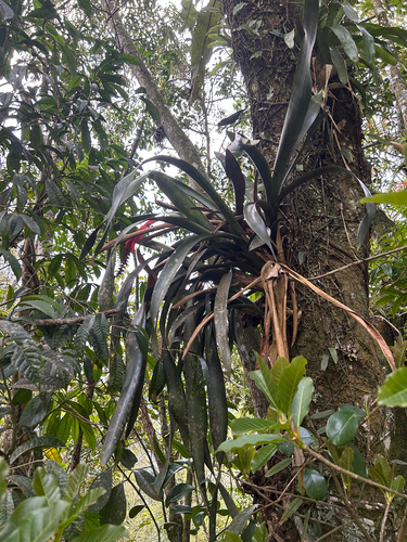 Aechmea nudicaulis, photograph 6