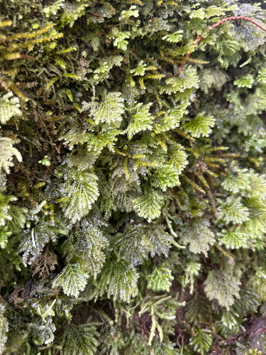 Hypopterygium tamarisci observed 2026-08-22