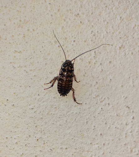 Harlequin Cockroach