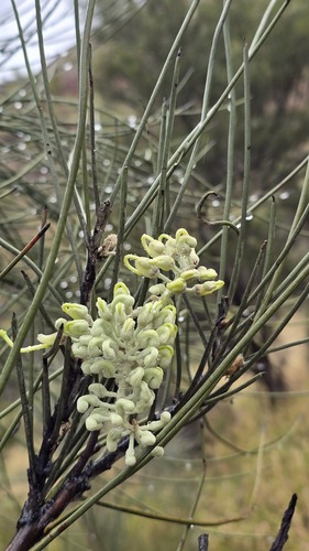 Hakea lorea, photograph 5
