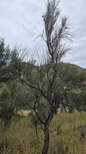 Hakea lorea, photograph 6