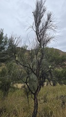 Hakea lorea, photograph (c) Petra Holland, some rights reserved (CC BY)