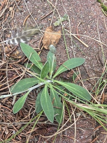 mouse-eared hawkweed