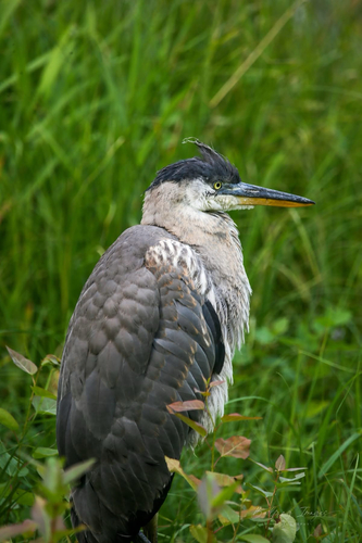 Great Blue Heron