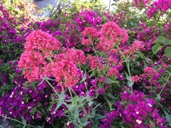 Centranthus ruber